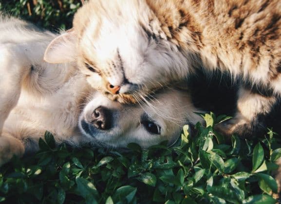 How to prepare raw meat for dogs