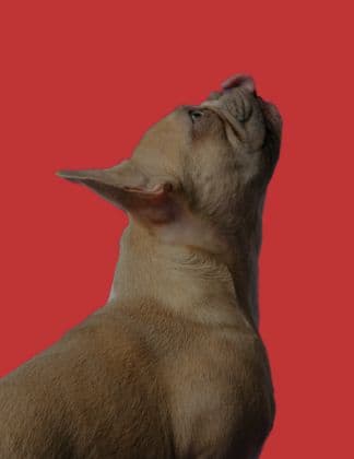 Choosing the Right Raw Meat for Your Feline Friend